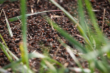 Wild red ants in the wild. Anthill close-up. High quality photo