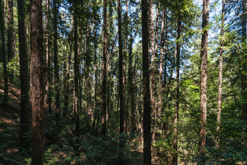 red wood forest outdoor nature summer