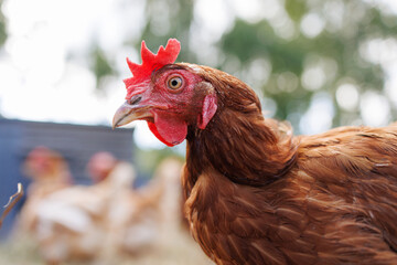 Close-Up of a Brown Chicken on a Farm