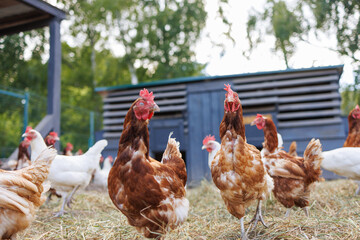 Brown hen pecking at feed in sunny farm yard, free range chickens on eco farm