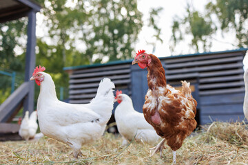 Brown hen pecking at feed in sunny farm yard, free range chickens on eco farm
