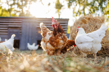 chicken close up on background of chicken eco farm, free range chicken farm