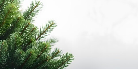 Obraz premium Beautiful Christmas Background with green fir tree brunch close up, Christmas Fir tree brunch textured Background