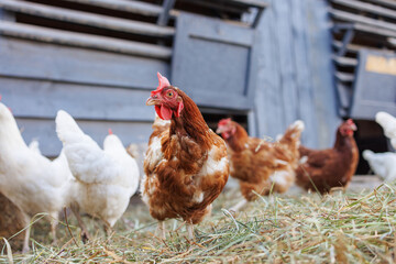 Brown hen pecking at feed in sunny farm yard, free range chickens on eco farm