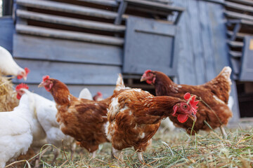 Brown hen pecking at feed in sunny farm yard, free range chickens on eco farm
