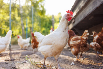 chicken drinking water from a drinker at chicken eco farm, free range chicken farm