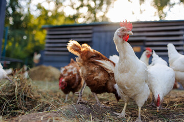 chicken close up on background of chicken eco farm, free range chicken farm