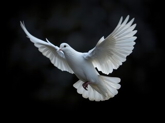 Obraz premium White Dove Flying on Black Background, Isolated with Clipping Path