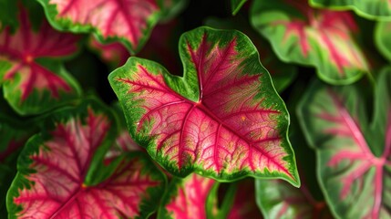 Close-up of Caladium leaves with striking red veins and green edges, creating a beautiful natural pattern.