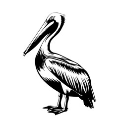 Pelican Black Vector Illustration