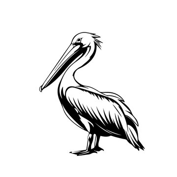 recommend clip art: Pelican Black Vector Illustration