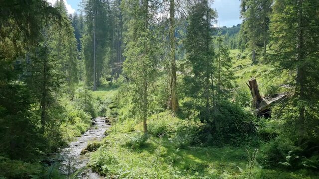 Forest in Zauchensee during the summer, Austria