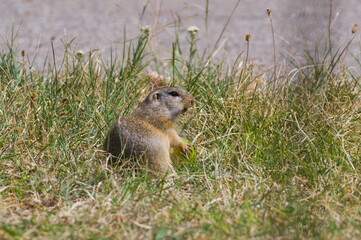 Spermophilus citellus aka European ground squirrel is eating pear in the grass near to his hole. Sankt Andrä am Zicksee, Burgenland, Nationalpark Neusiedler See - Seewinkel, Austria.