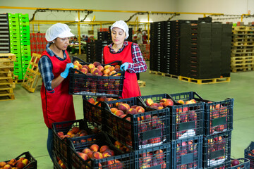 Latino female employees stacking boxes with sorted peaches on fruits sorting department