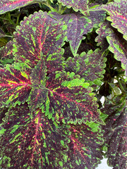 Coleus 5