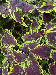 Coleus 3