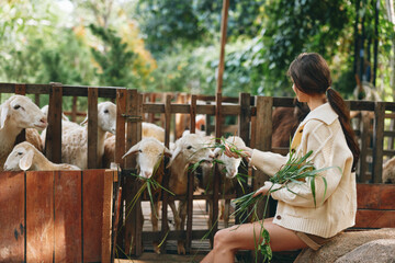A woman is feeding some sheep in a pen with some green grass in front of her