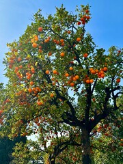 Italian orange tree