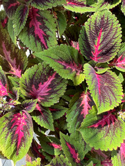 Coleus 2