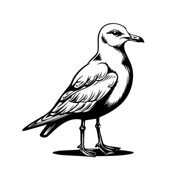 recommend clip art: Seagull Black Vector Illustration