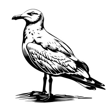 recommend clip art: Seagull Black Vector Illustration