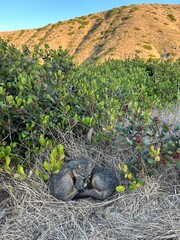 Island Fox Siblings Napping