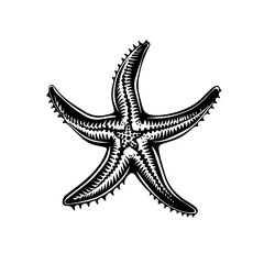 Starfish Vector Illustration