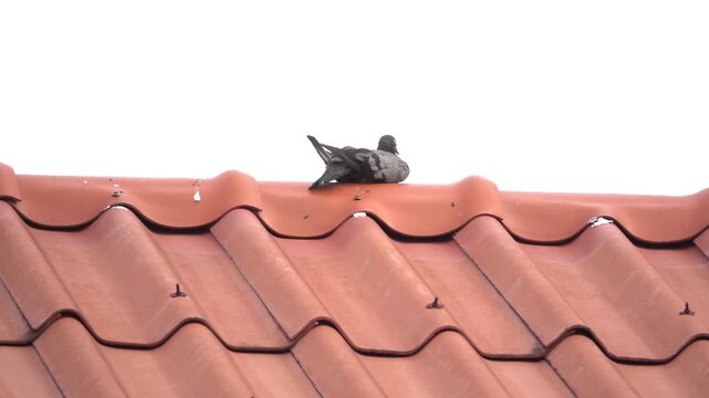 A pigeon is sitting on a red roof. The image has a calm and peaceful mood. The bird is the main focus of the image, and the red roof adds a warm and inviting atmosphere