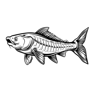recommend clip art: Sturgeon Fish Black Vector Illustration