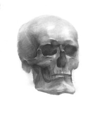 Pencil drawing of a skull on white.