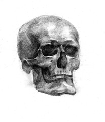 Pencil drawing of a skull on white.
