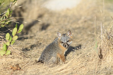 Island Fox Pup Portrait