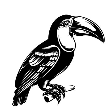 recommend clip art: Hand-Drawn Toucan Vector Illustration