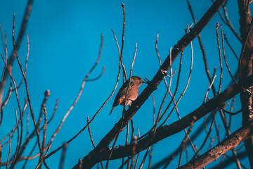 bird on a branch
