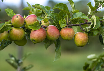 Apple tree plantation. Ripe red apples on a tree. Juicy apples. Apple orchard. Apple on tree in the garden. Harvest of fresh red apples.