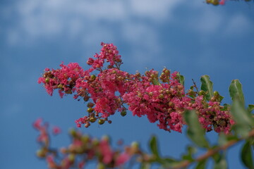 Crepe Myrtle blooming against a blue sky background
