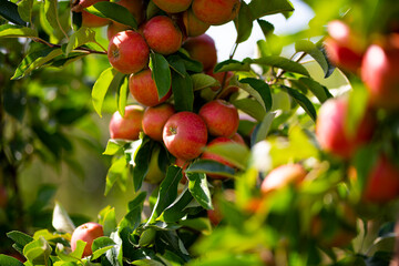 Apple tree plantation. Ripe red apples on a tree. Juicy apples. Apple orchard. Apple on tree in the garden. Harvest of fresh red apples.