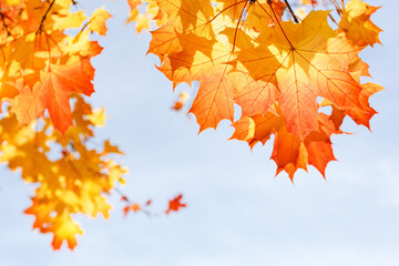 Английский

Yarkaya osennyaya listva klena na fone golubogo neba v solnechnyy den'
Bright autumn maple foliage against a blue sky on a sunny day

