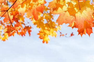 Английский

Yarkaya osennyaya listva klena na fone golubogo neba v solnechnyy den'
Bright autumn maple foliage against a blue sky on a sunny day

