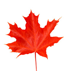 Red maple leaf on white background