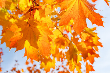 Английский

Yarkaya osennyaya listva klena na fone golubogo neba v solnechnyy den'
Bright autumn maple foliage against a blue sky on a sunny day

