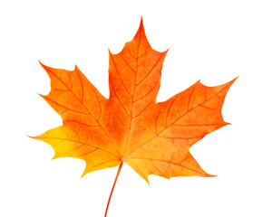 Fototapeta premium Orange bright maple leaf on a white background