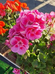 A bright pink flox in the garden on a sunny day.