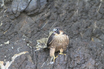 Juvenile Peregrine Falcon Sounding Off