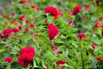 久留米ケイトウの花