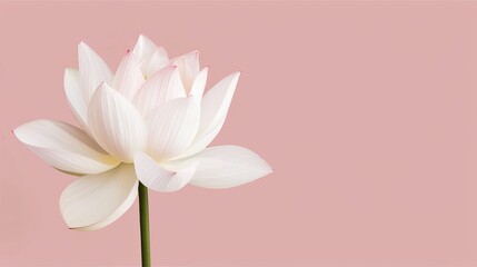 Obraz premium Beautiful lotus flower with radiant petals, isolated background, providing ample space for advertising text or logos, ideal for marketing use