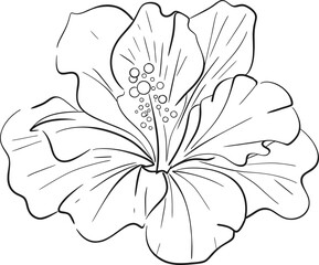 Vector Hibiskus. Bright flower, Tropical botanic illustration. Summer exotic, elegant flora. Black silhouette for circuit © Yekaterina Kashutina