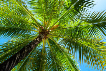 Fototapeta premium Palm trees on blue sky. Palm at tropical coast. Coconut tree background. Tropical palm leaf. Tropical green pattern texture.