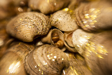 Sea shells pattern for design. Seashells for summer advertising. Marine shells texture. Sea shells background. Marine seashells.