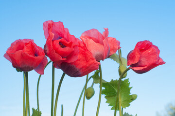 Red poppies against a blue sky